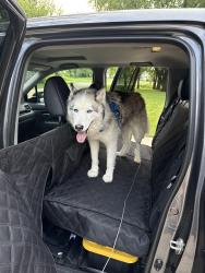 Lost Male Dog last seen Franklin Rd + Shelbyville Rd Intersection , Indianapolis, IN 46259