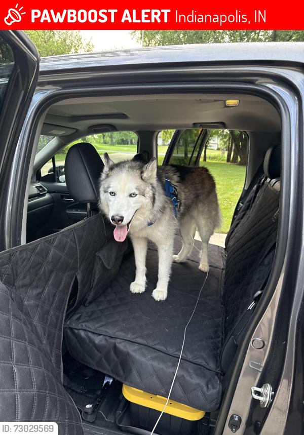 Lost Male Dog last seen Franklin Rd + Shelbyville Rd Intersection , Indianapolis, IN 46259