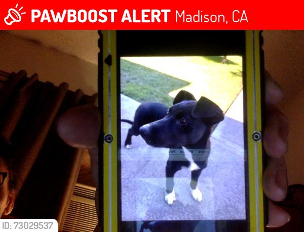 Lost Male Dog last seen scott or tutt st, Madison, CA 95653