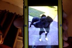 Lost Male Dog last seen scott or tutt st, Madison, CA 95653