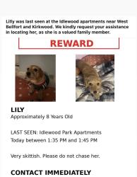 Lost Female Dog last seen West bellfot and kirkwood, Houston, TX 77099