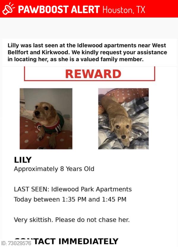 Lost Female Dog last seen West bellfot and kirkwood, Houston, TX 77099