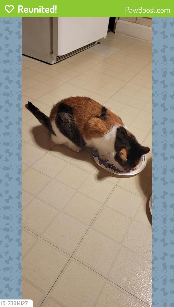 Reunited Female Cat last seen Near hses from Papa John's on Hanover st or back alley behind papa johns, Carlisle, PA 17013