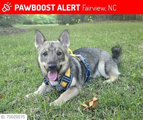 Lost Male Dog last seen Joe Jenkins Rd, Fairview, NC 28730