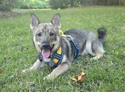 Lost Male Dog last seen Joe Jenkins Rd, Fairview, NC 28730