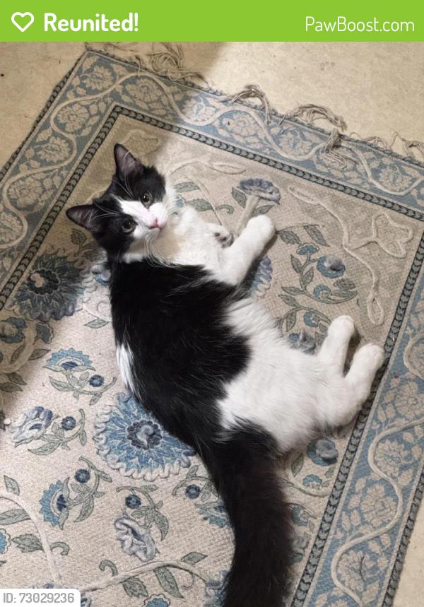 Reunited Male Cat last seen Alamitos + 4th , Long Beach, CA 90802