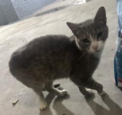 Found/Stray Unknown Cat last seen Days Inn Hotel, Indianapolis, IN 46203