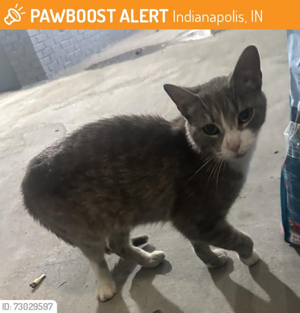Found/Stray Unknown Cat last seen Days Inn Hotel, Indianapolis, IN 46203
