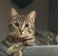 Lost Female Cat last seen Centennial mall , Brampton, ON 