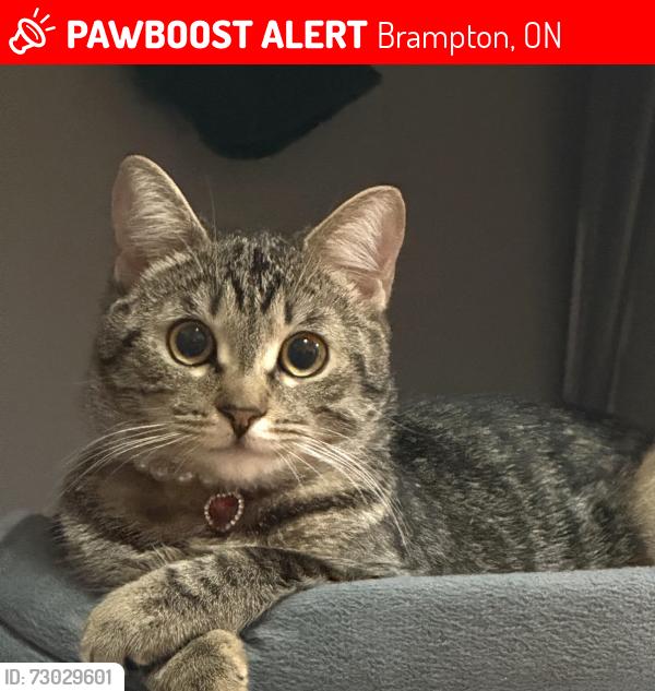 Lost Female Cat last seen Centennial mall , Brampton, ON 