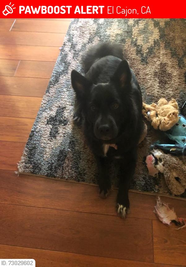 Lost Female Dog last seen Dorothy and Craigmont St , El Cajon, CA 92019