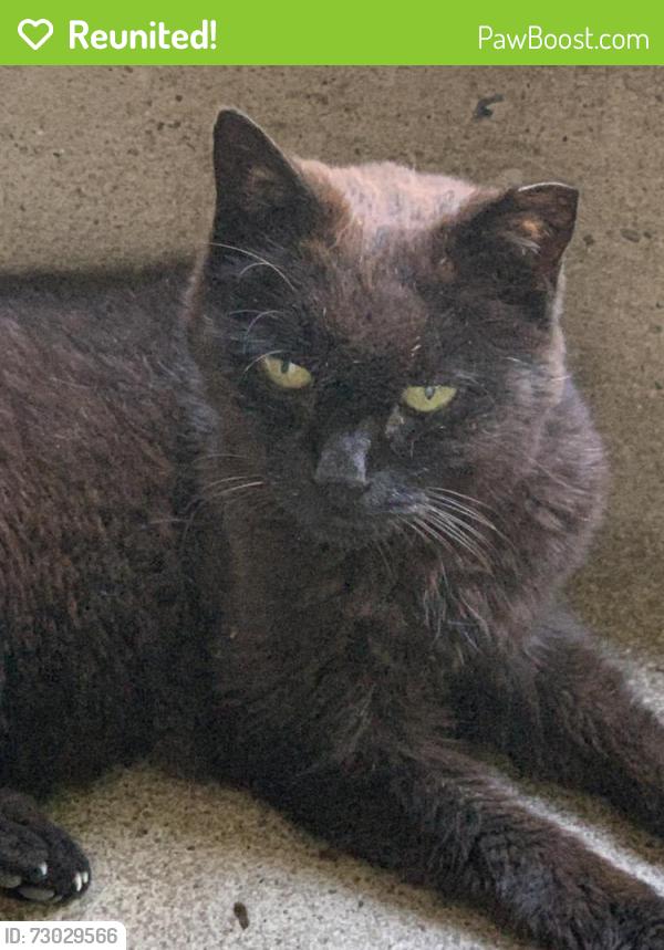 Reunited Female Cat last seen Marshalls , Brooklyn, NY 11235