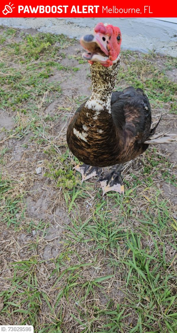Lost Male Other last seen Gamwell and Robinhood, Melbourne, FL 32935