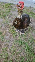 Lost Male Other last seen Gamwell and Robinhood, Melbourne, FL 32935