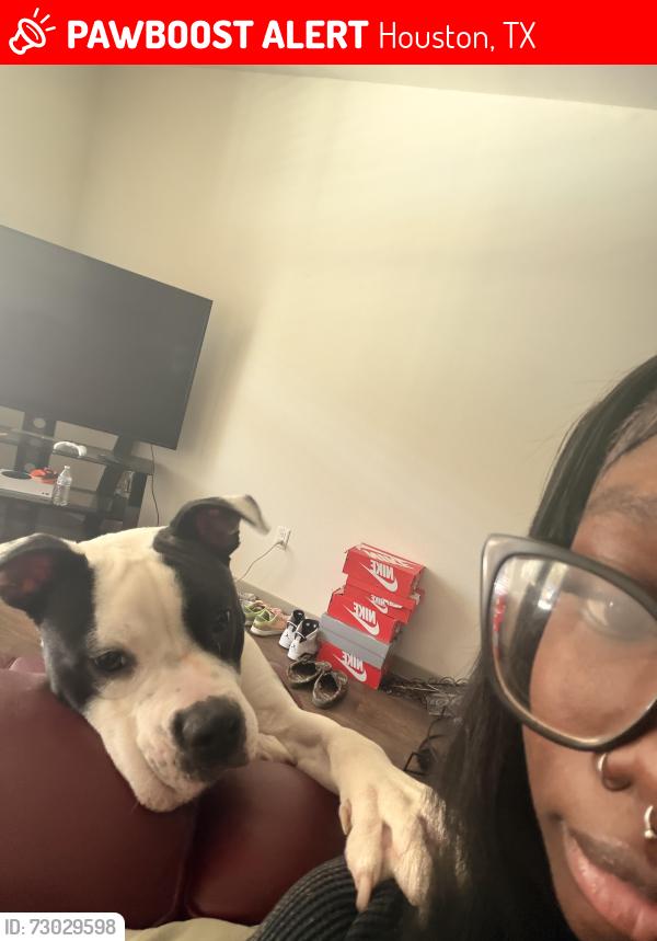 Lost Male Dog last seen Unsure, Houston, TX 77047