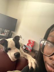 Lost Male Dog last seen Unsure, Houston, TX 77047