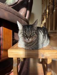 Reunited Male Cat last seen Hartford & Oakland Intersection, Near 7/11, Milwaukee, WI 53211