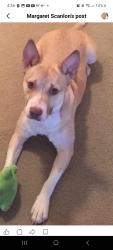 Lost Female Dog last seen Sehoya Road and county road 55, Clanton, AL 35046