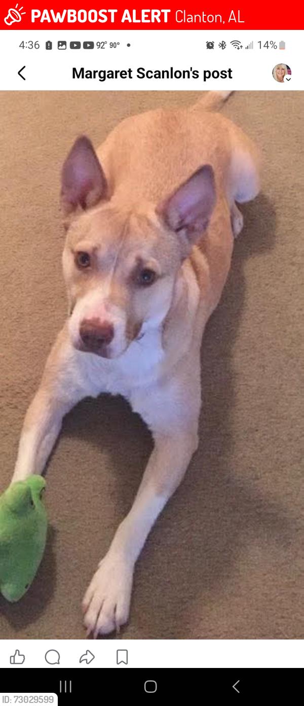 Lost Female Dog last seen Sehoya Road and county road 55, Clanton, AL 35046