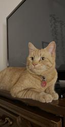 Lost Male Cat last seen Taylor Ranch and La Orilla, Albuquerque, NM 87120