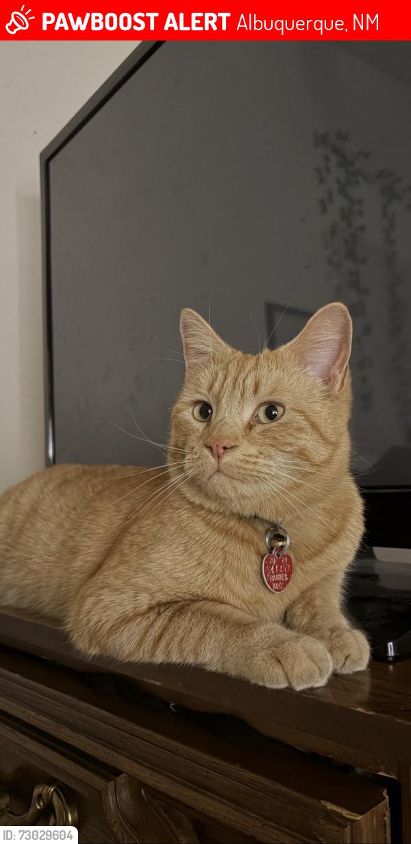 Lost Male Cat last seen Taylor Ranch and La Orilla, Albuquerque, NM 87120