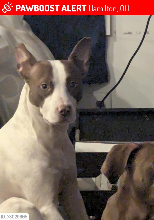 Lost Male Dog last seen Near Ross ave, Hamilton, OH 45013