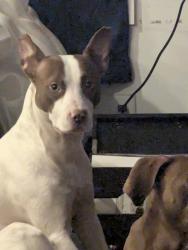 Lost Male Dog last seen Near Ross ave, Hamilton, OH 45013