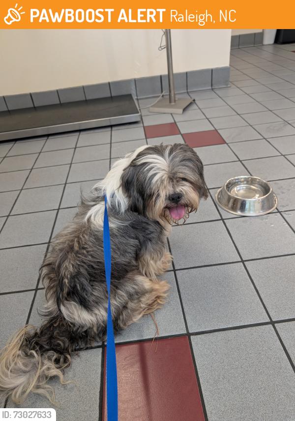 Found/Stray Male Dog last seen Louisburg rd, Raleigh, NC 27616