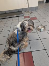 Found/Stray Male Dog last seen Louisburg rd, Raleigh, NC 27616