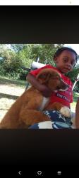 Lost Male Dog last seen Austin street, Spartanburg, SC 29301