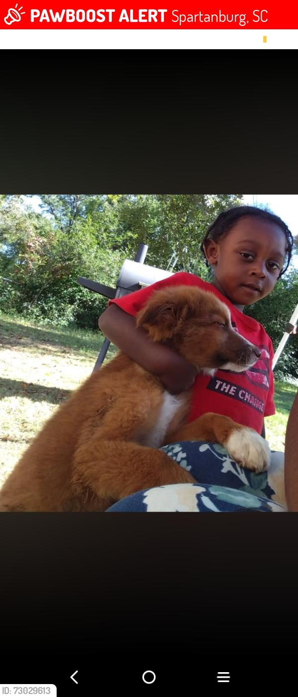 Lost Male Dog last seen Austin street, Spartanburg, SC 29301
