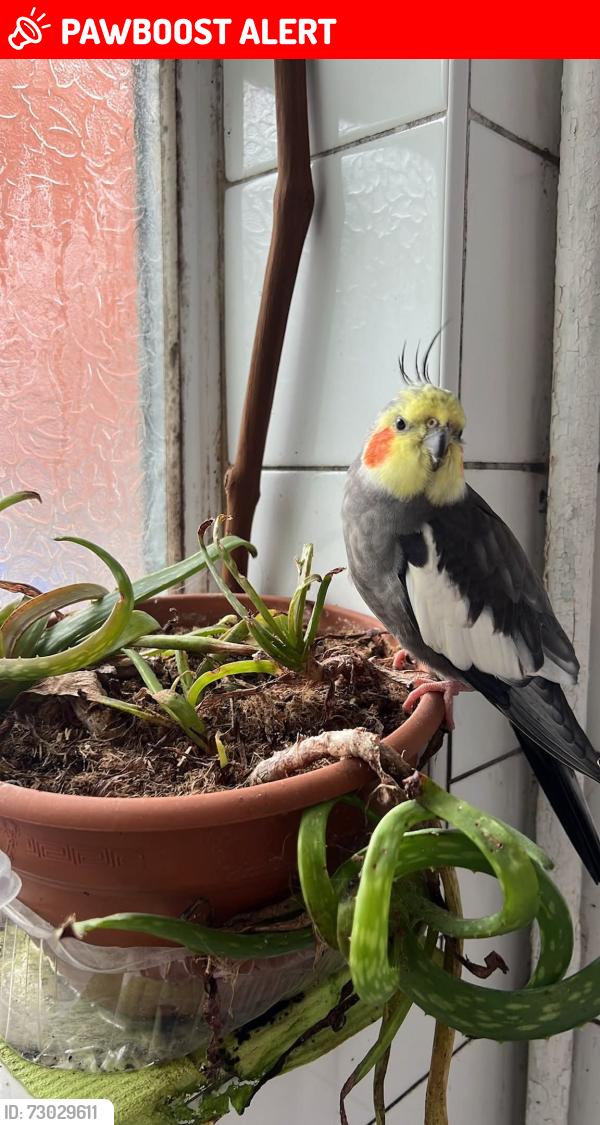 Lost Male Bird last seen Dorotea street rg12nl, Berkshire, England RG1 2NN
