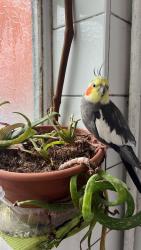 Lost Male Bird last seen Dorotea street rg12nl, Berkshire, England RG1 2NN