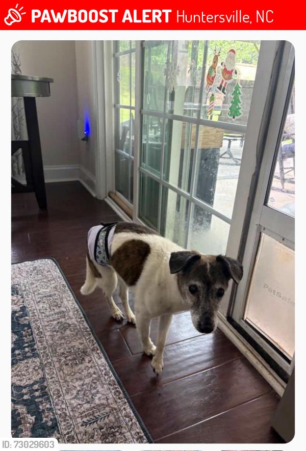 Lost Male Dog last seen Beckett Neighborhood - Gilead Rd & Halycon Dr, Huntersville, NC 28078