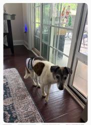 Lost Male Dog last seen Beckett Neighborhood - Gilead Rd & Halycon Dr, Huntersville, NC 28078