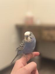Found/Stray Unknown Bird last seen Across from Agave & Rye Louisville, Louisville, KY 40204