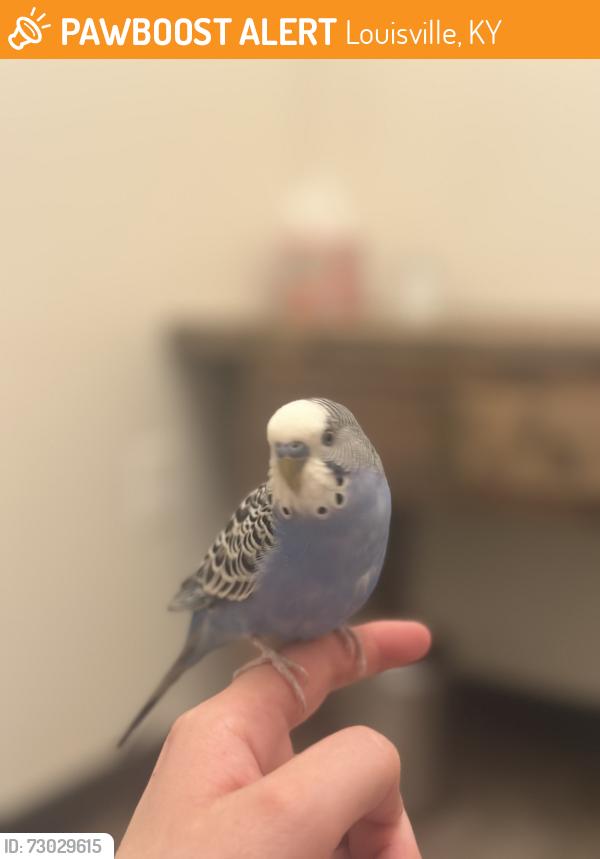 Found/Stray Unknown Bird last seen Across from Agave & Rye Louisville, Louisville, KY 40204