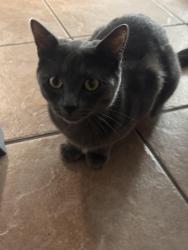 Lost Male Cat last seen Near south shirley st Tacoma Wa , Tacoma, WA 98465