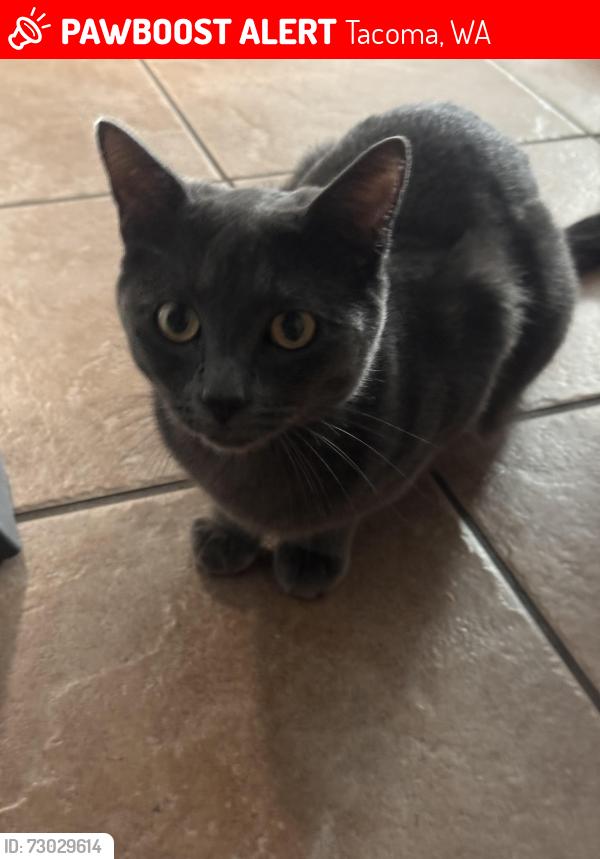Lost Male Cat last seen Near south shirley st Tacoma Wa , Tacoma, WA 98465