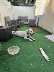 Found/Stray Unknown Dog last seen Oak manor , Temple Terrace, FL 33617