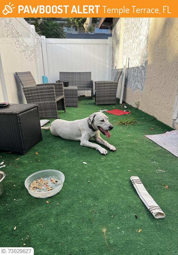 Found/Stray Unknown Dog last seen Oak manor , Temple Terrace, FL 33617