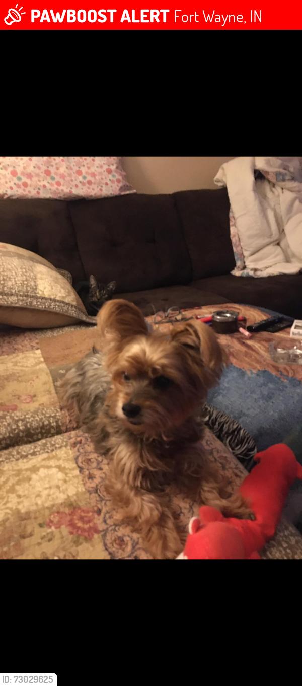 Lost Male Dog last seen By Laverne and lake ave, Fort Wayne, IN 46805