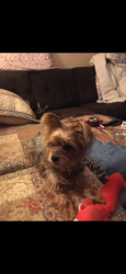 Lost Male Dog last seen By Laverne and lake ave, Fort Wayne, IN 46805