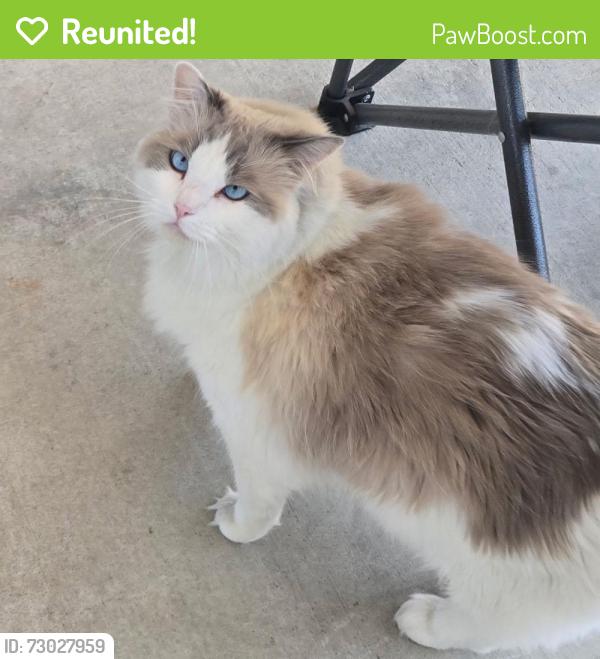 Reunited Female Cat last seen Valley View St and Ball Rd, Cypress, CA 90630