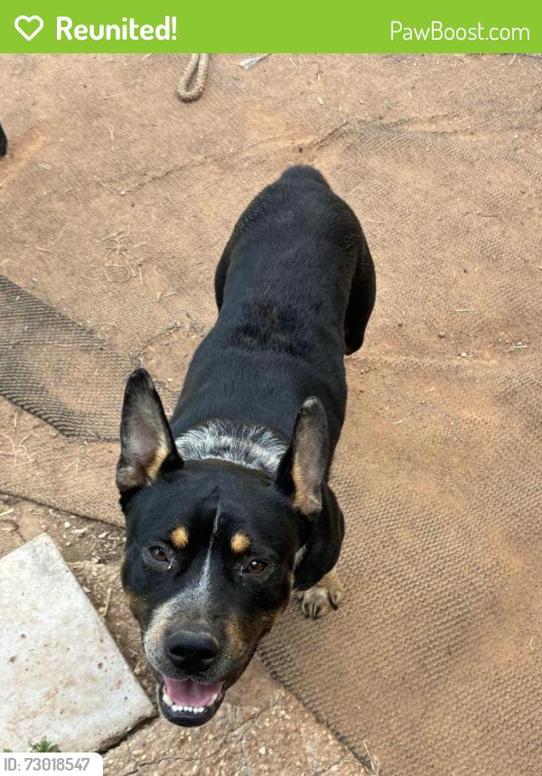 Reunited Male Dog last seen Nonc lol at , Arnaudville, LA 70512