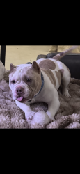 Lost Male Dog last seen Rancho ca , Temecula, CA 92590