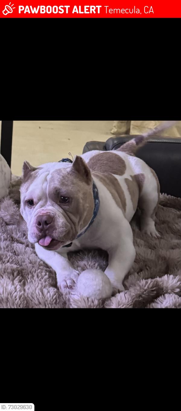 Lost Male Dog last seen Rancho ca , Temecula, CA 92590