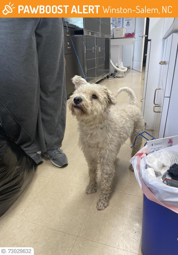 Found/Stray Male Dog last seen Near Village Trail, Winston-Salem, NC 27106