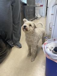 Found/Stray Male Dog last seen Near Village Trail, Winston-Salem, NC 27106