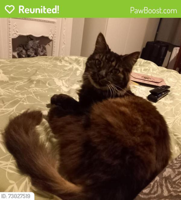 Reunited Male Cat last seen Carlton park avenue , Raynes Park, England SW20 8BL